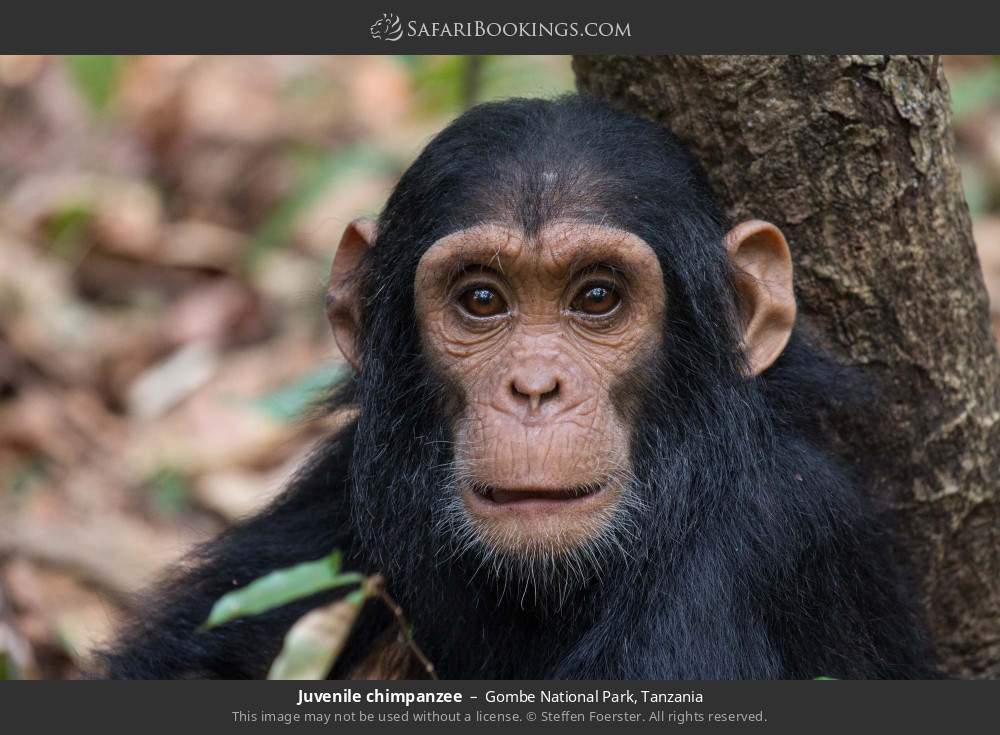 Juvenile chimpanzee in Gombe National Park, Tanzania