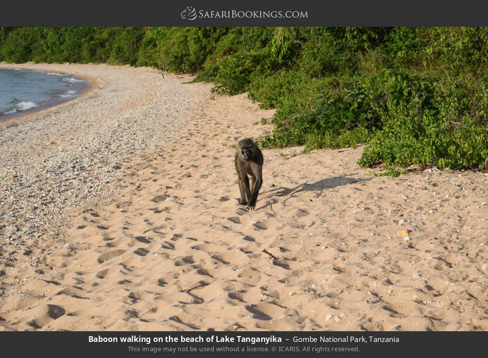 Baboon walking on the beach of Lake Tanganyika in Gombe National Park, Tanzania