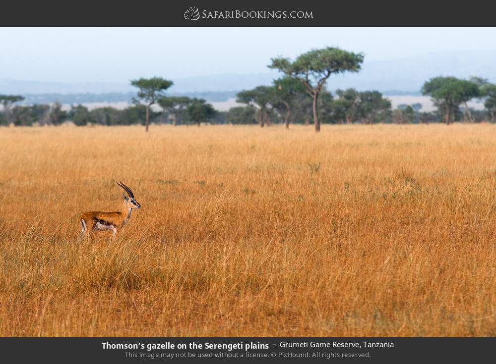 Thomson’s gazelle on the Serengeti plains in Grumeti Game Reserve, Tanzania