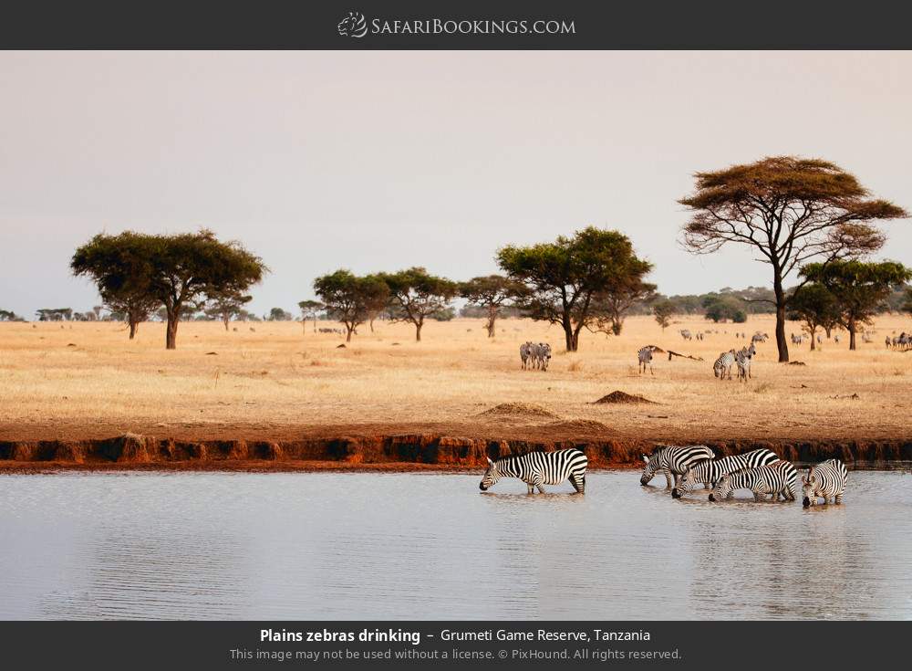 Plains zebras drinking in Grumeti Game Reserve, Tanzania