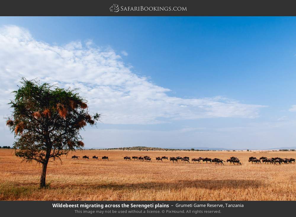 Wildebeest migrating across the Serengeti plains in Grumeti Game Reserve, Tanzania