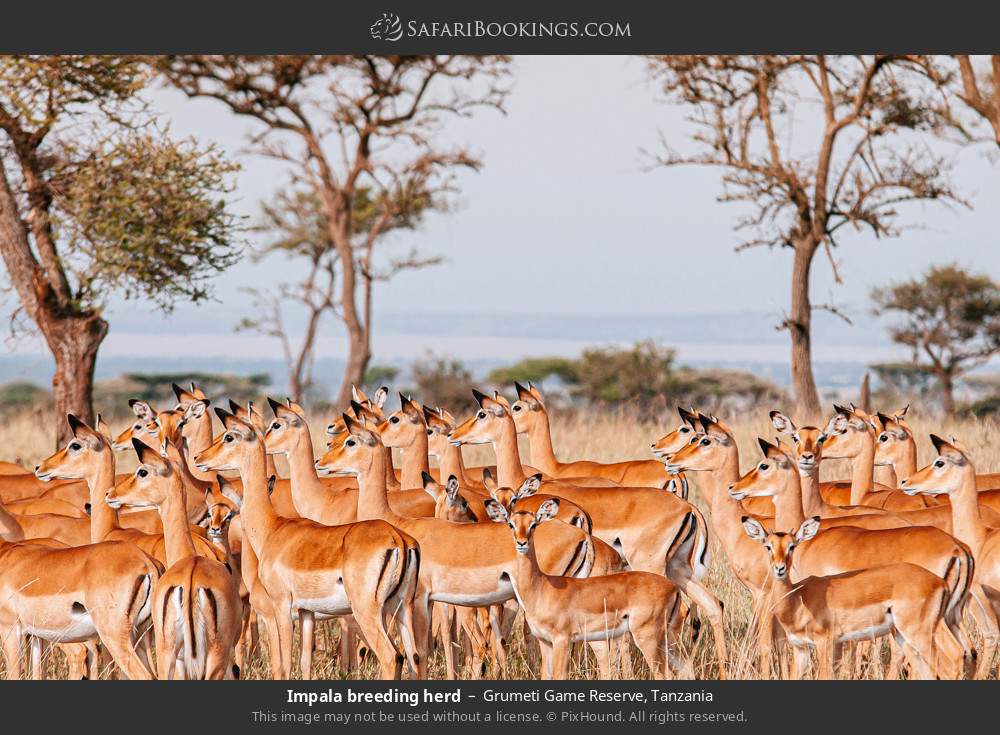 Breeding herd of impalas in Grumeti Game Reserve, Tanzania