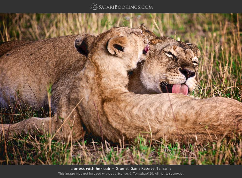 Lioness with her cub in Grumeti Game Reserve, Tanzania
