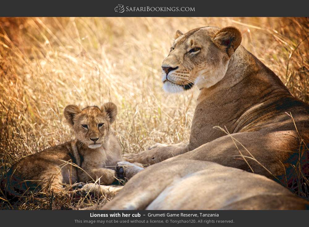 Lioness with her cub in Grumeti Game Reserve, Tanzania