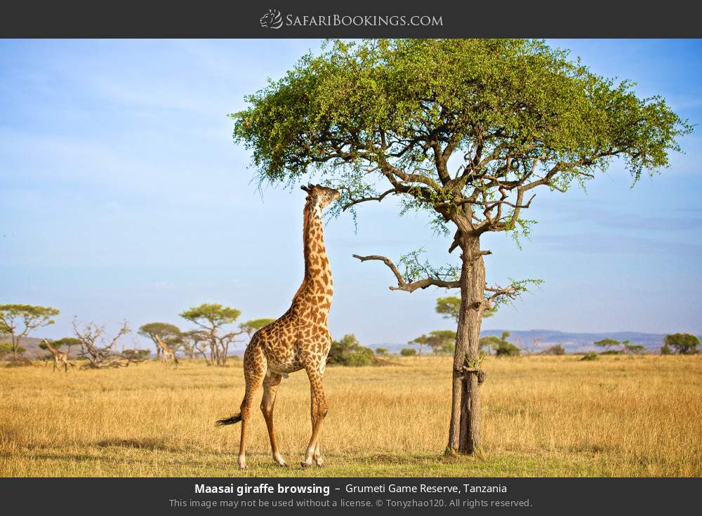 Masai giraffe browsing in Grumeti Game Reserve, Tanzania