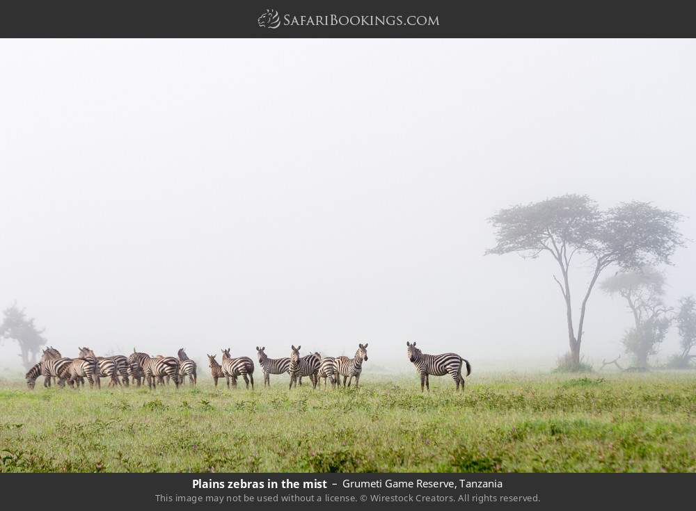 Plains zebras in the mist in Grumeti Game Reserve, Tanzania