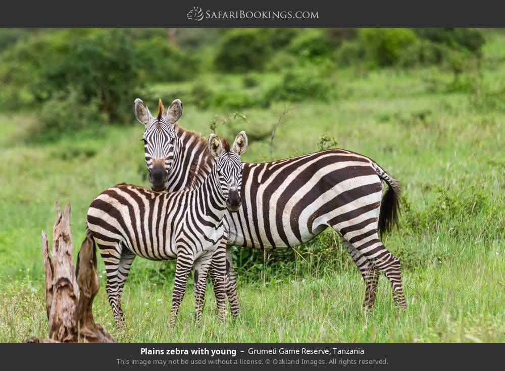 Plains zebra with young in Grumeti Game Reserve, Tanzania