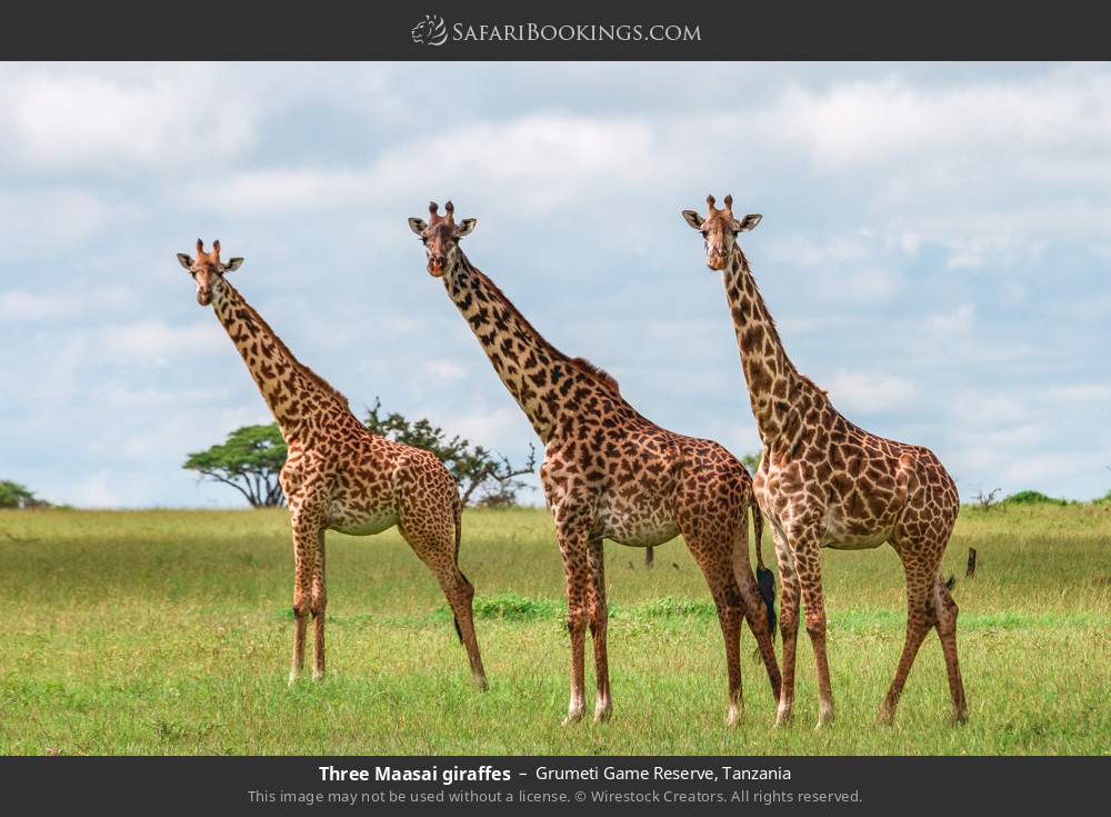 Three Masai giraffes in Grumeti Game Reserve, Tanzania