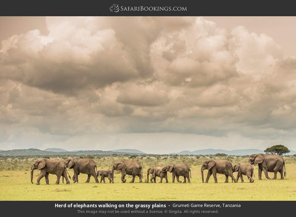 Herd of elephants walking on the grassy plains in Grumeti Game Reserve, Tanzania