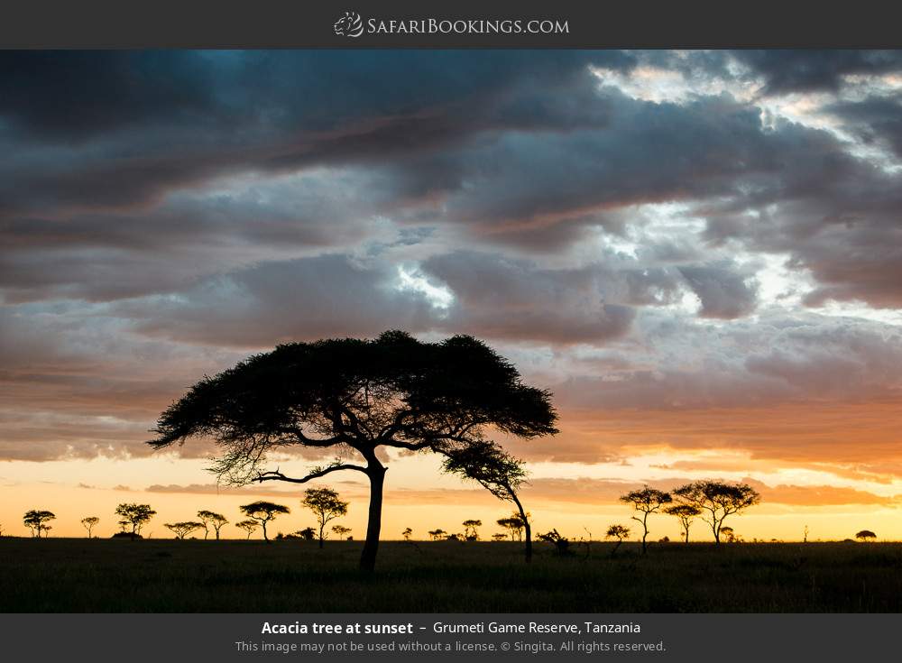Acacia tree at sunset in Grumeti Game Reserve, Tanzania