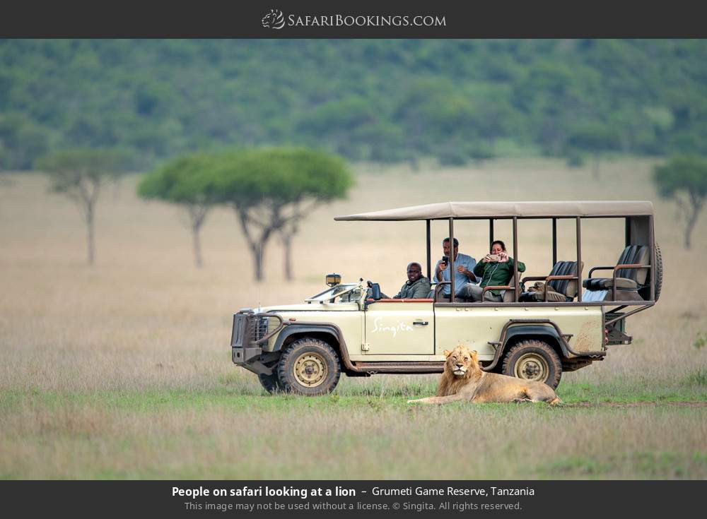 People on safari looking at a lion in Grumeti Game Reserve, Tanzania