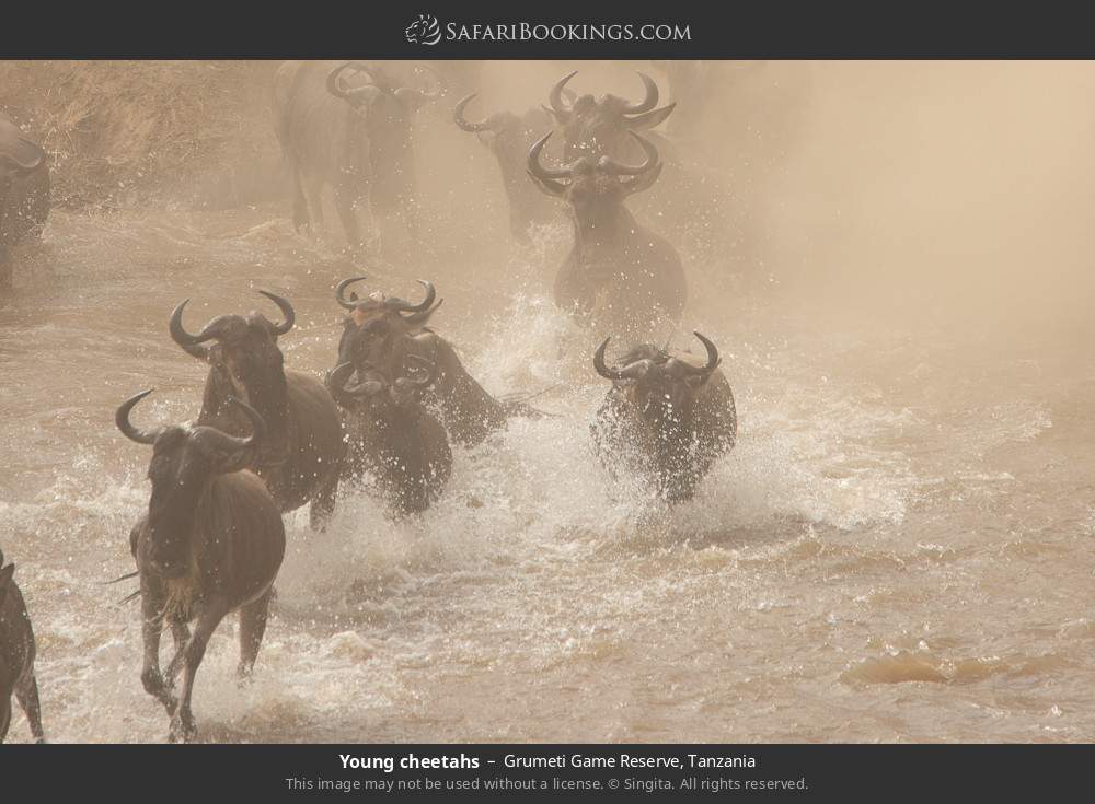 Wildebeest migration in Grumeti Game Reserve, Tanzania