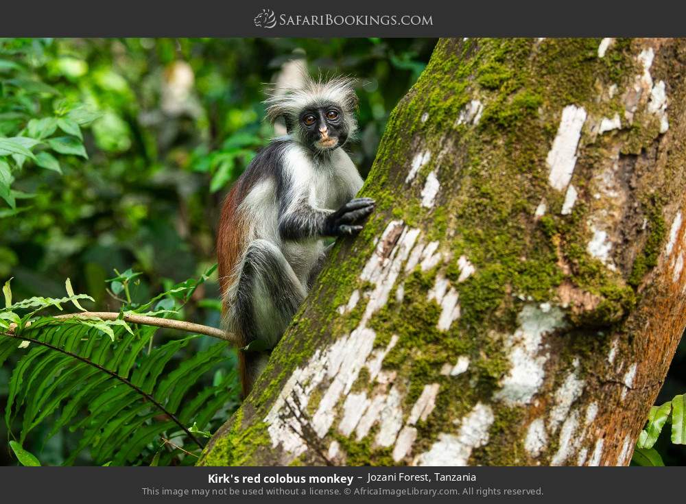 Kirk's red colobus monkey in Jozani Forest, Tanzania