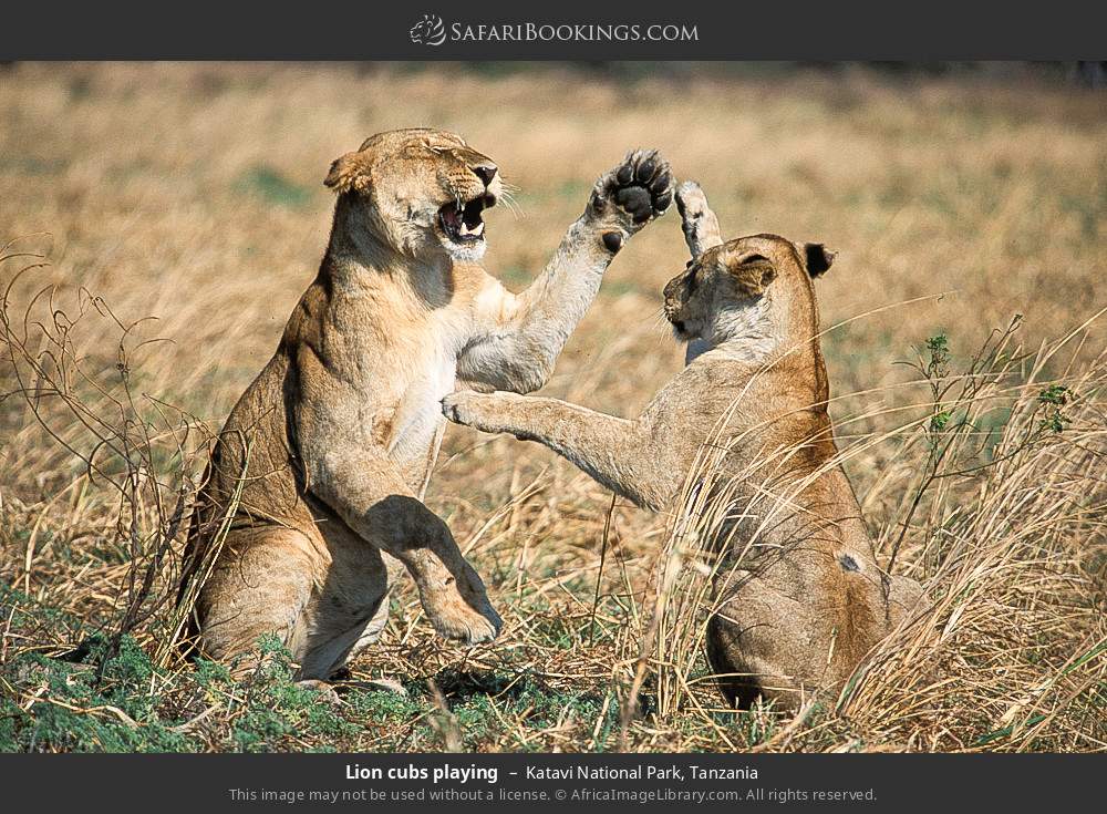 Lion cubs playing in Katavi National Park, Tanzania