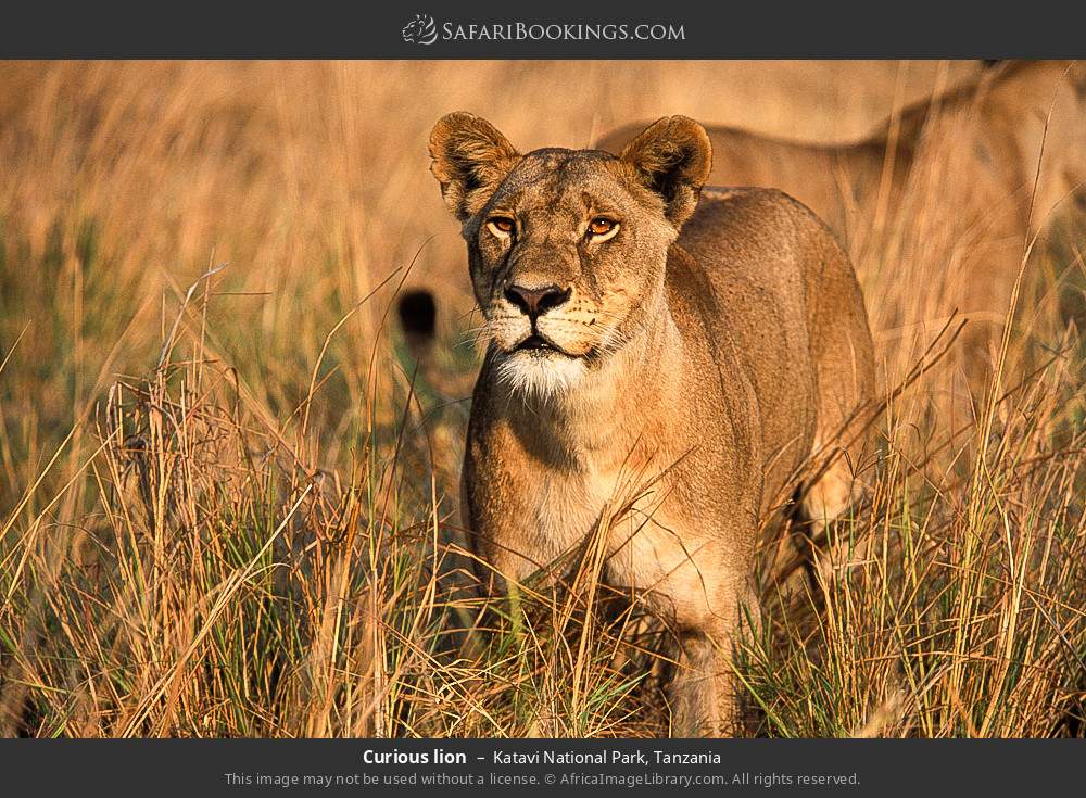 Curious lion in Katavi National Park, Tanzania