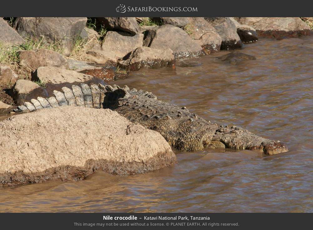 Nile crocodile in Katavi National Park, Tanzania