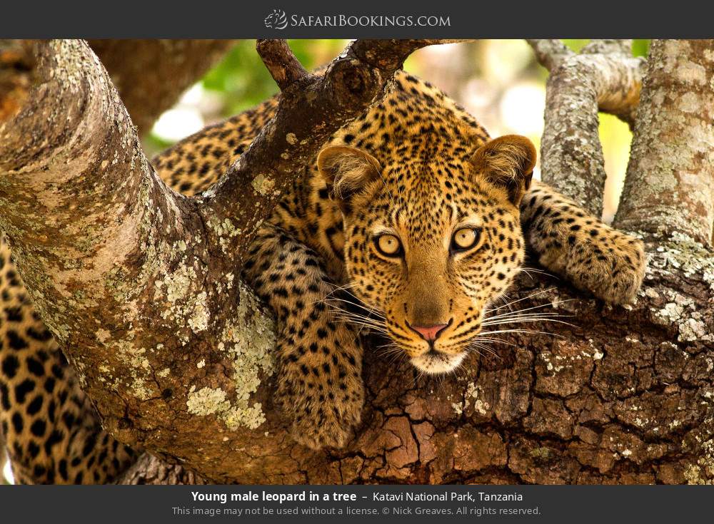 Young male leopard in a tree in Katavi National Park, Tanzania