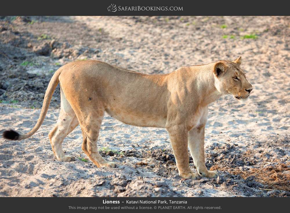 Lioness in Katavi National Park, Tanzania
