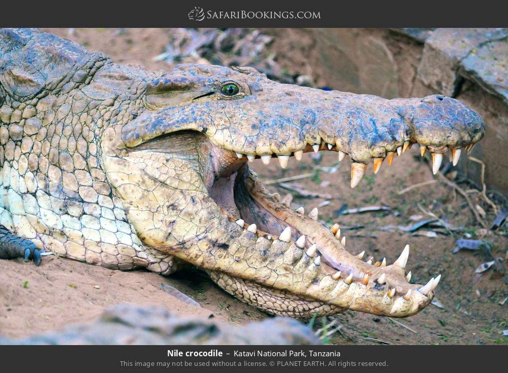 Nile crocodile in Katavi National Park, Tanzania