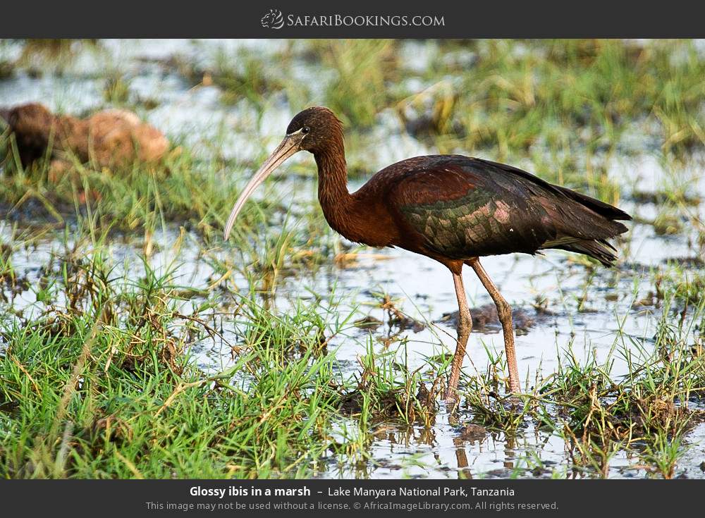 Glossy ibis in a marsh in Lake Manyara National Park, Tanzania