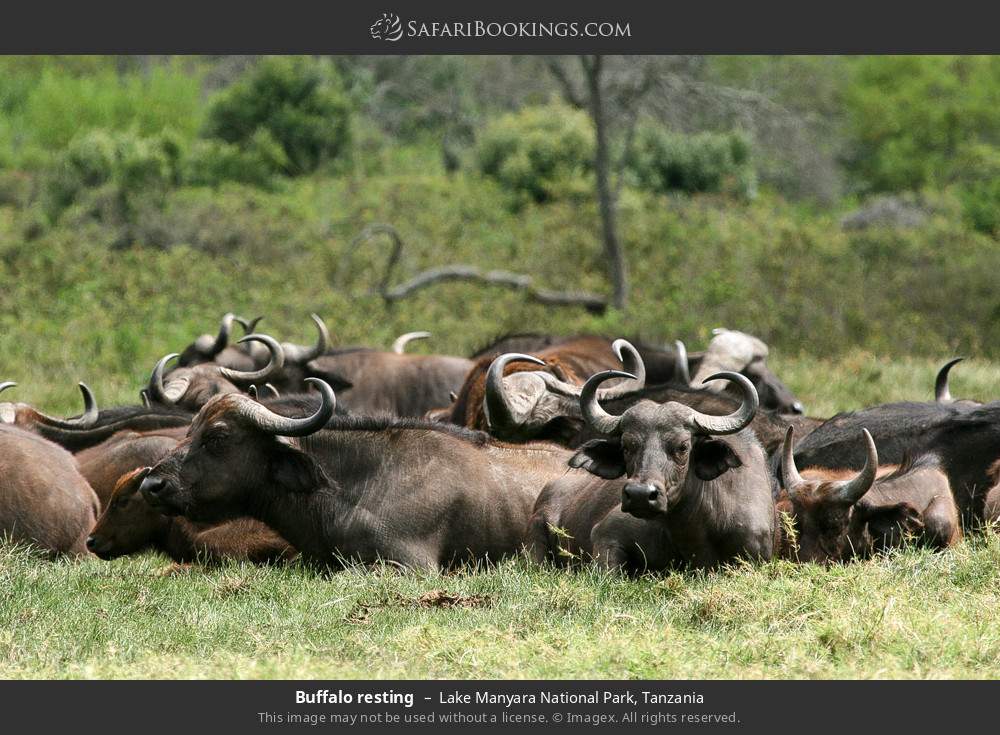 Buffalo resting in Lake Manyara National Park, Tanzania