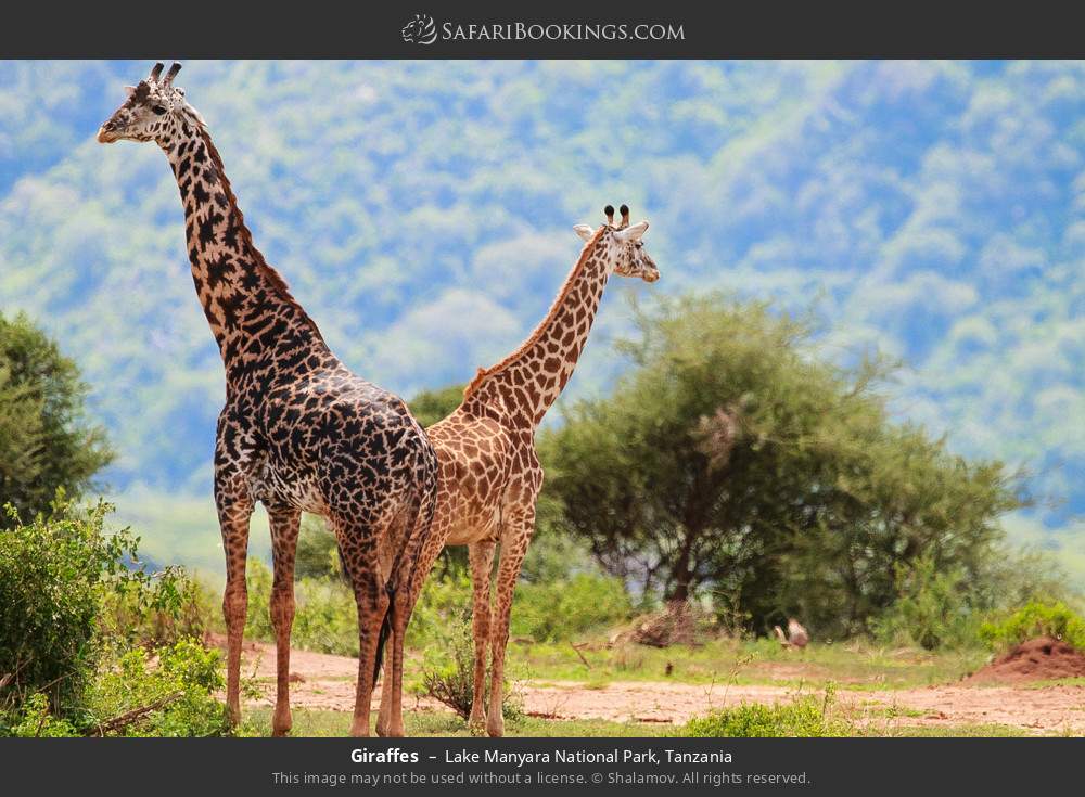Giraffes in Lake Manyara National Park, Tanzania