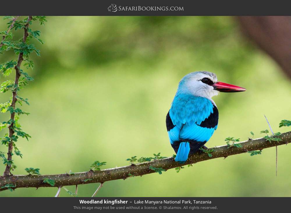 Woodland kingfisher in Lake Manyara National Park, Tanzania