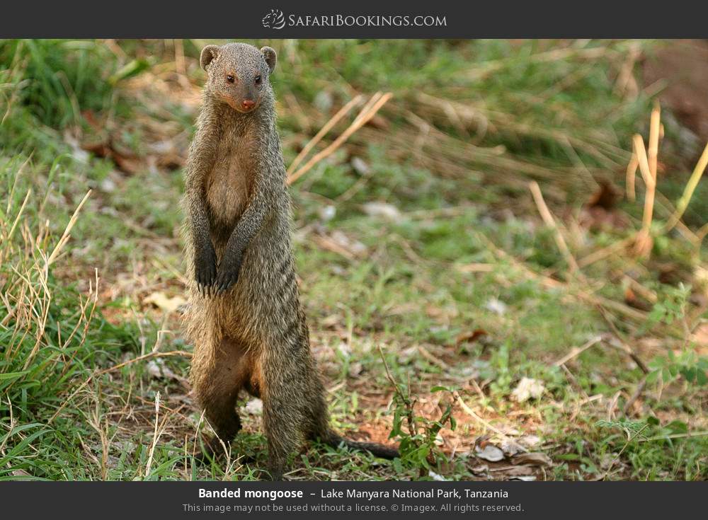 Banded mongoose in Lake Manyara National Park, Tanzania
