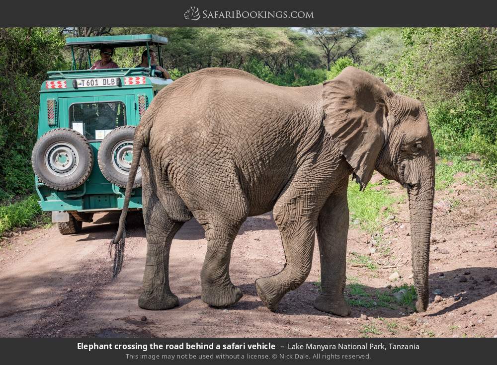 Elephant crossing the road behind a safari vehicle in Lake Manyara National Park, Tanzania