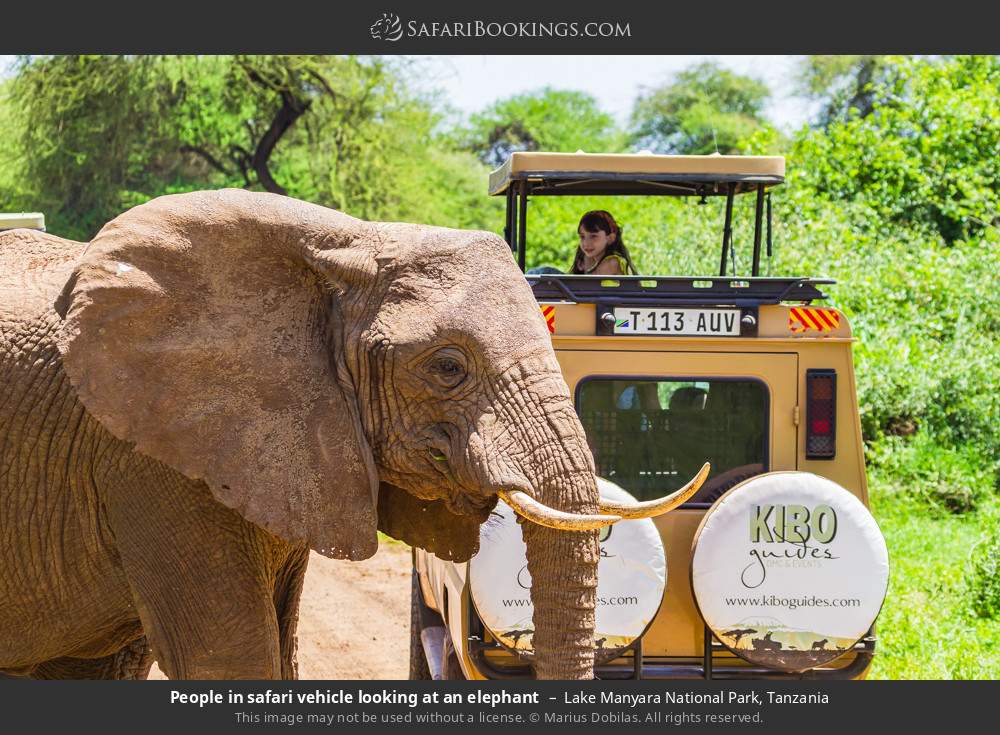 People in safari vehicle looking at an elephant in Lake Manyara National Park, Tanzania