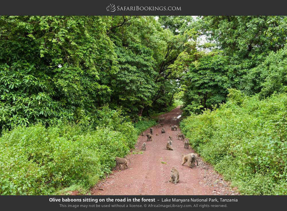 Olive baboons sitting on the road in the forest in Lake Manyara National Park, Tanzania