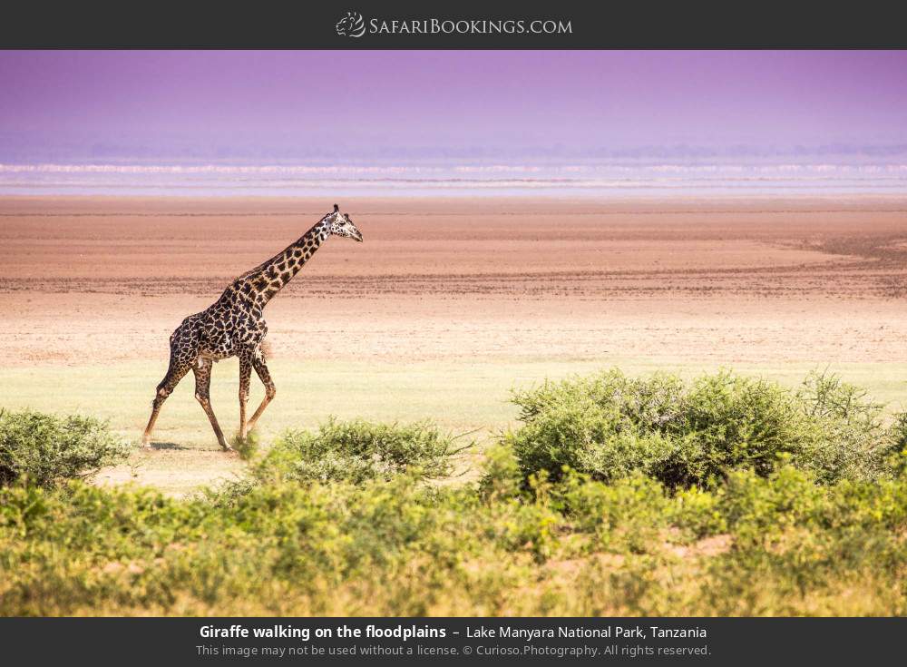 Giraffe walking on the floodplains in Lake Manyara National Park, Tanzania