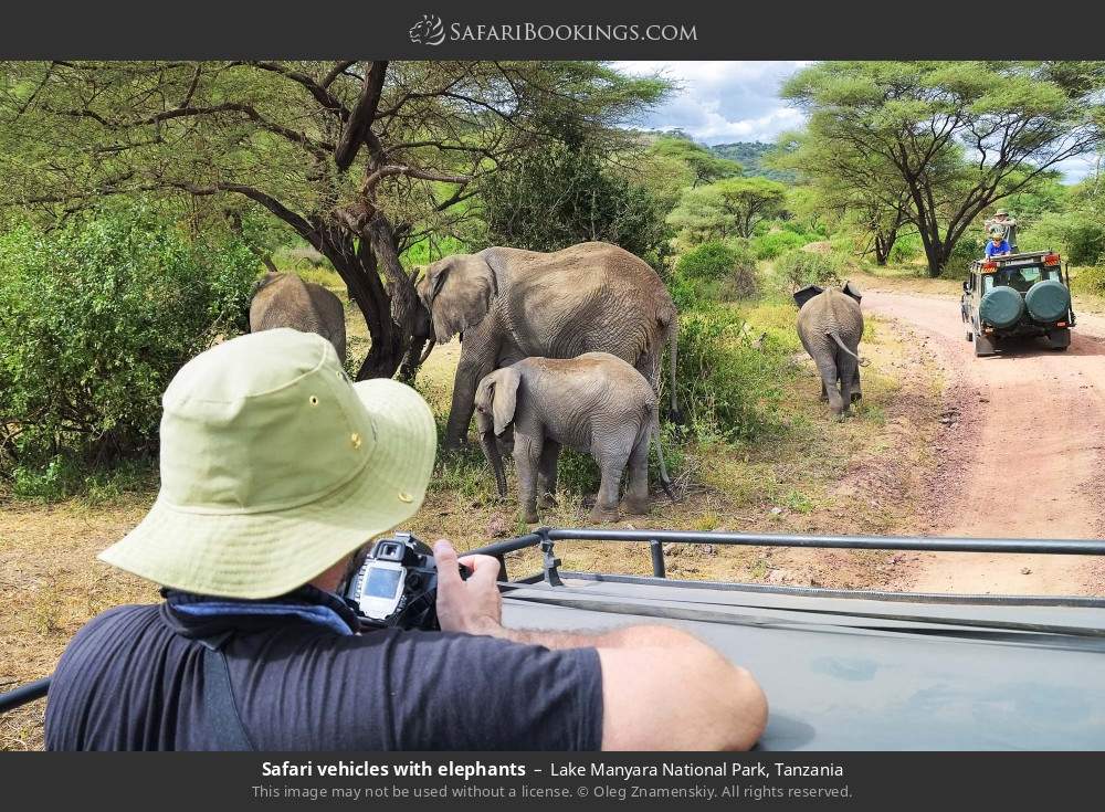 Safari vehicles with elephants in Lake Manyara National Park, Tanzania