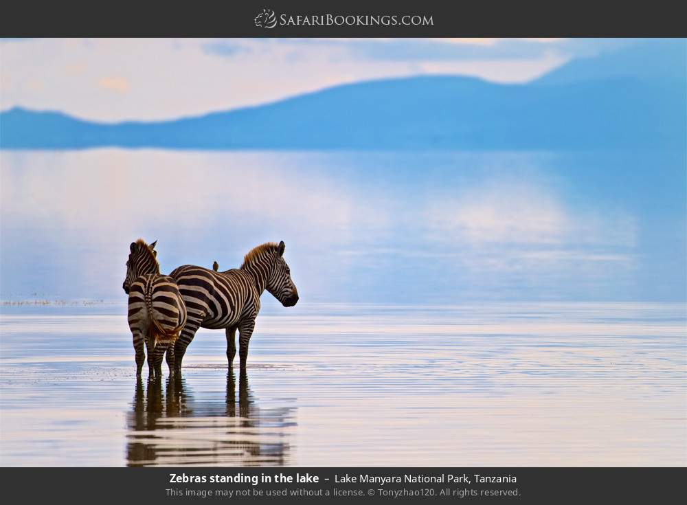 Zebras standing in the lake in Lake Manyara National Park, Tanzania