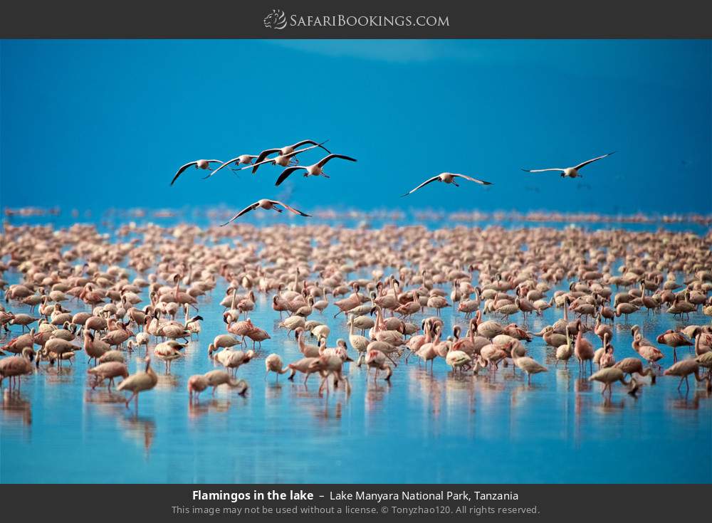 Flamingos in the lake in Lake Manyara National Park, Tanzania