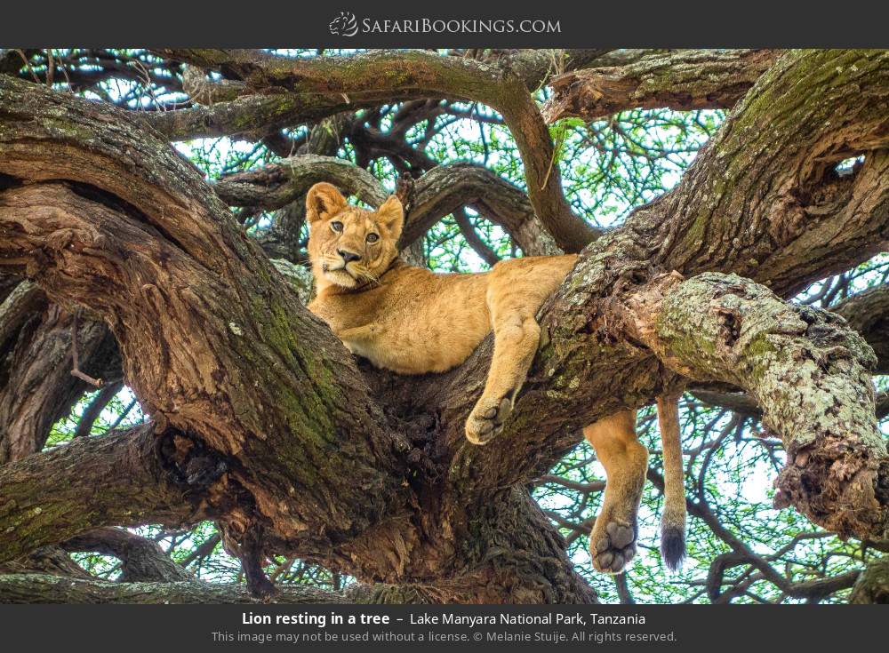 Lion resting in a tree in Lake Manyara National Park, Tanzania