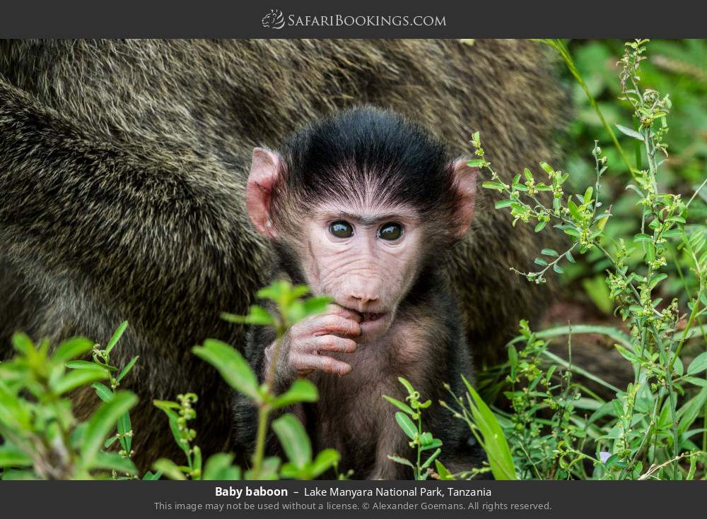 Baby baboon in Lake Manyara National Park, Tanzania
