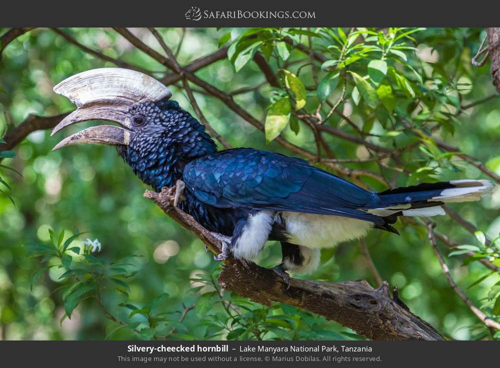 Silvery-cheecked hornbill in Lake Manyara National Park, Tanzania