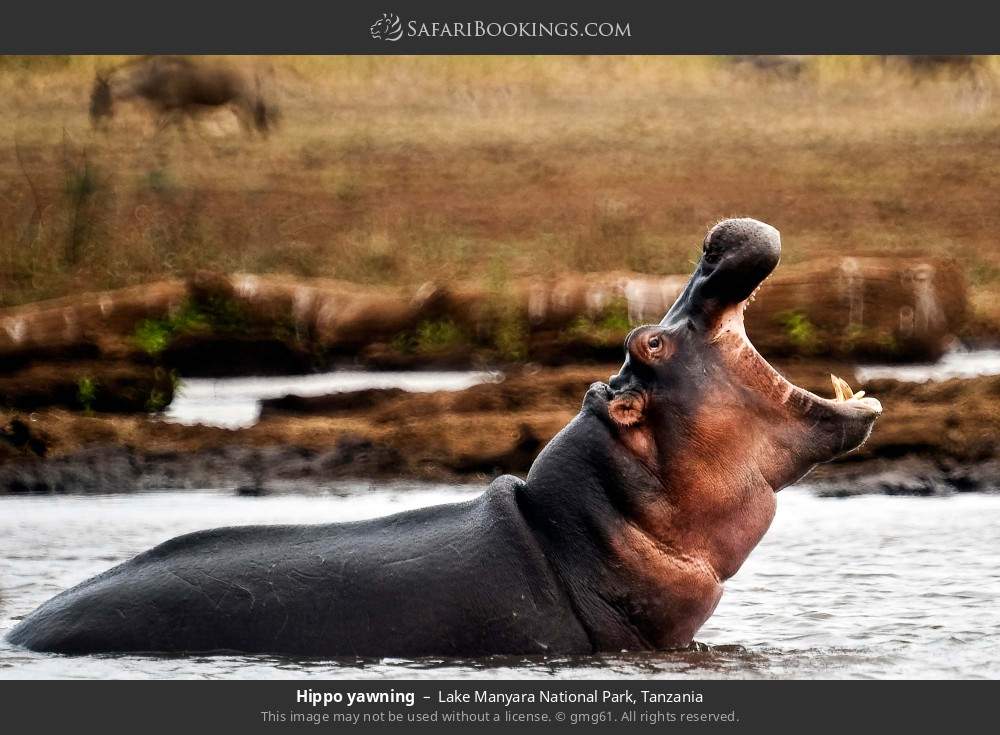Hippo yawning in Lake Manyara National Park, Tanzania
