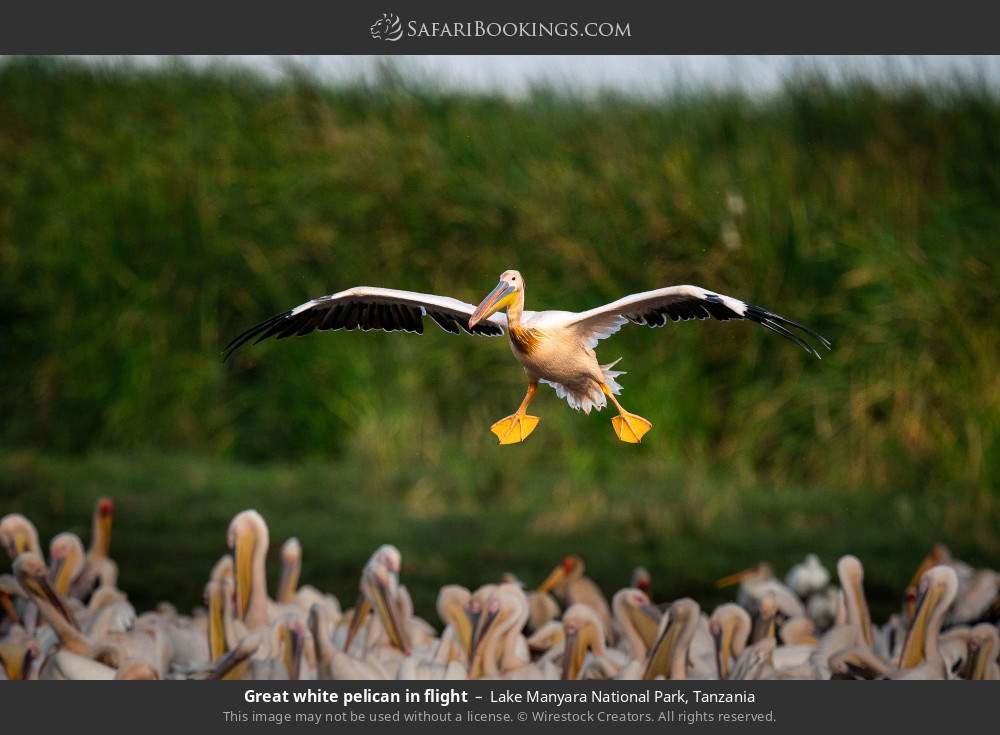 Great white pelican in flight in Lake Manyara National Park, Tanzania