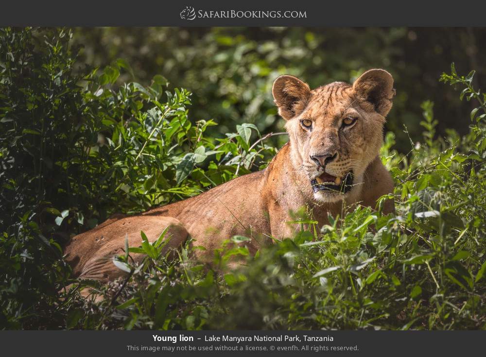 Young lion in Lake Manyara National Park, Tanzania