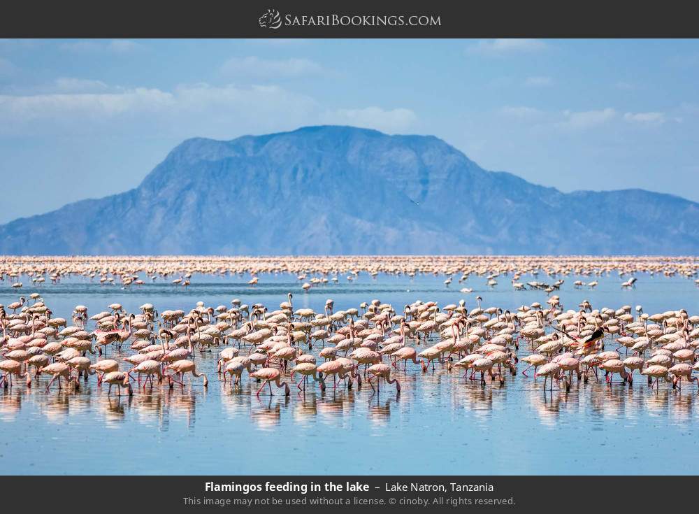 Flamingos feeding in the lake in Lake Natron, Tanzania