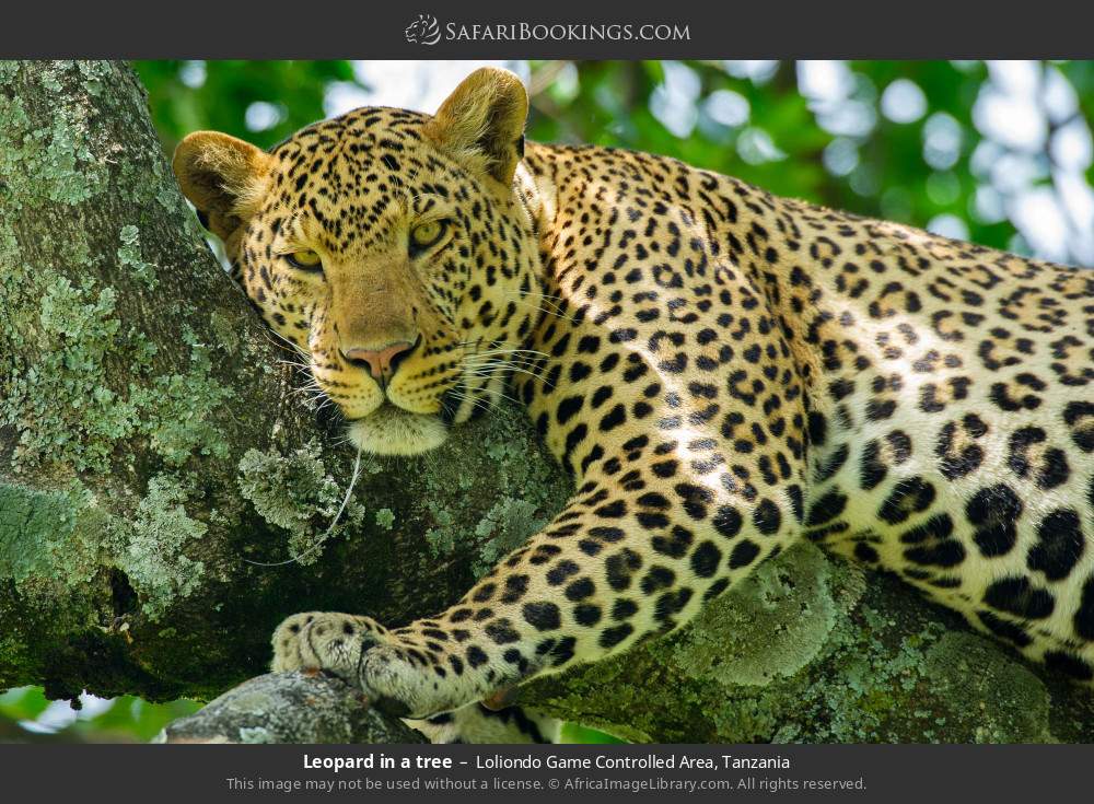 Leopard in a tree in Loliondo Game Controlled Area, Tanzania
