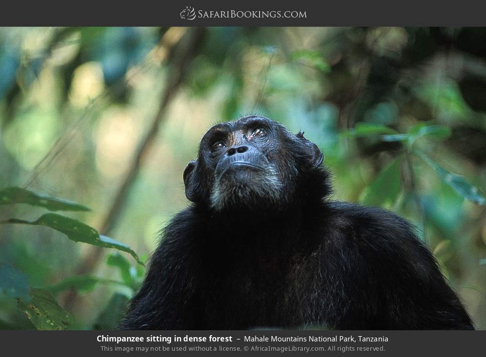 Chimpanzee sitting in dense forest in Mahale Mountains National Park, Tanzania