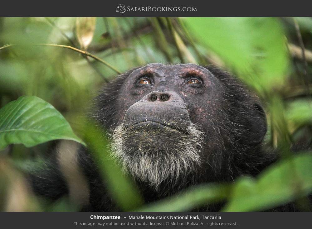 Chimpanzee in Mahale Mountains National Park, Tanzania