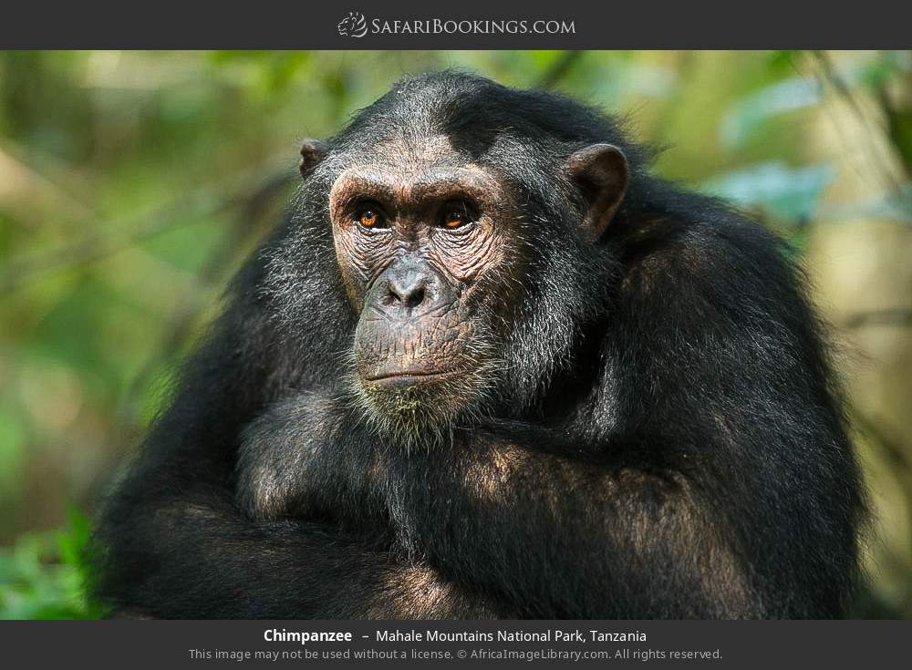 Chimpanzee in Mahale Mountains National Park, Tanzania