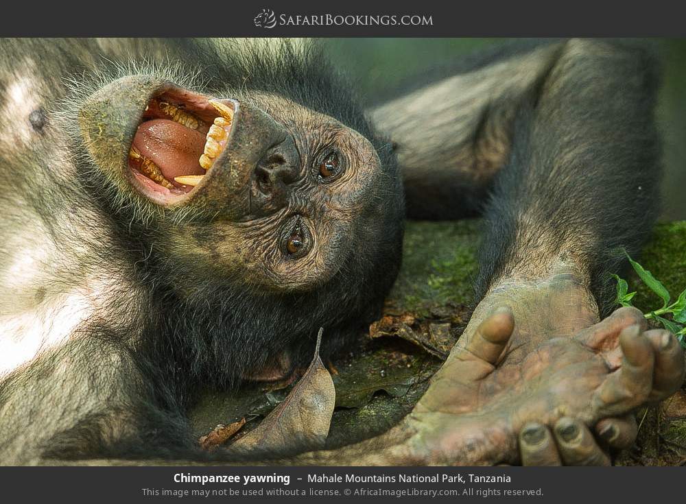 Chimpanzee yawning in Mahale Mountains National Park, Tanzania