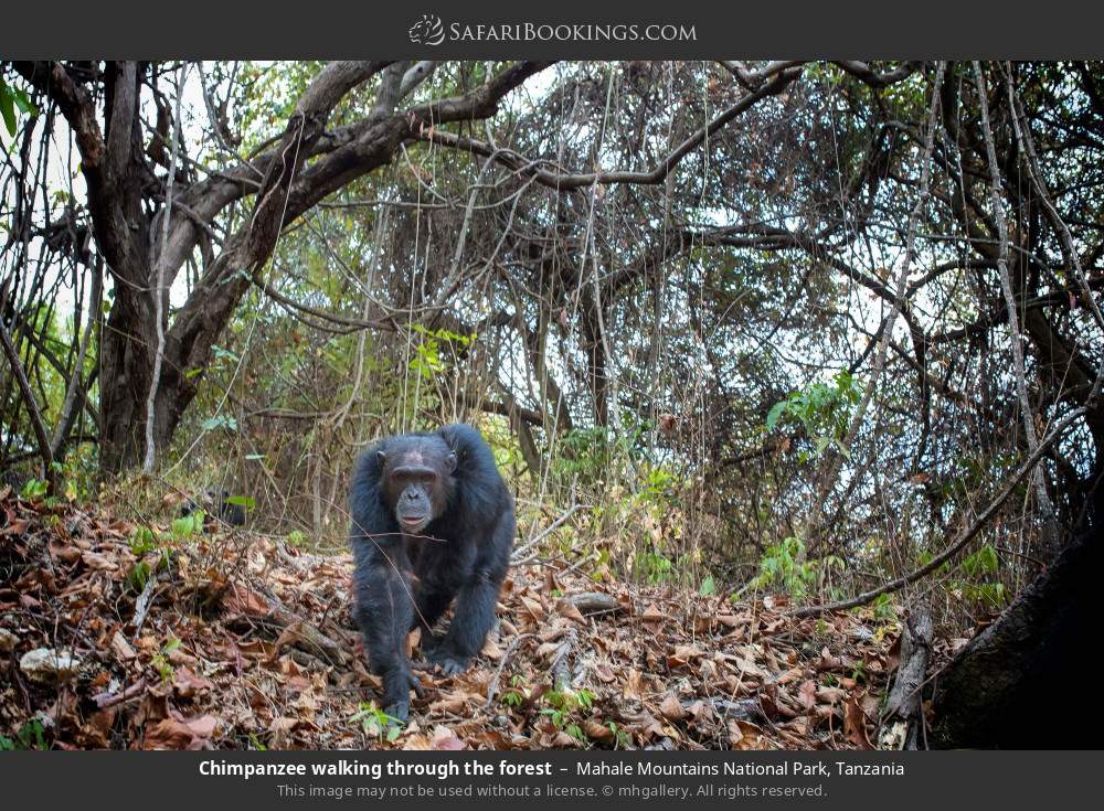 Chimpanzee walking through the forest in Mahale Mountains National Park, Tanzania