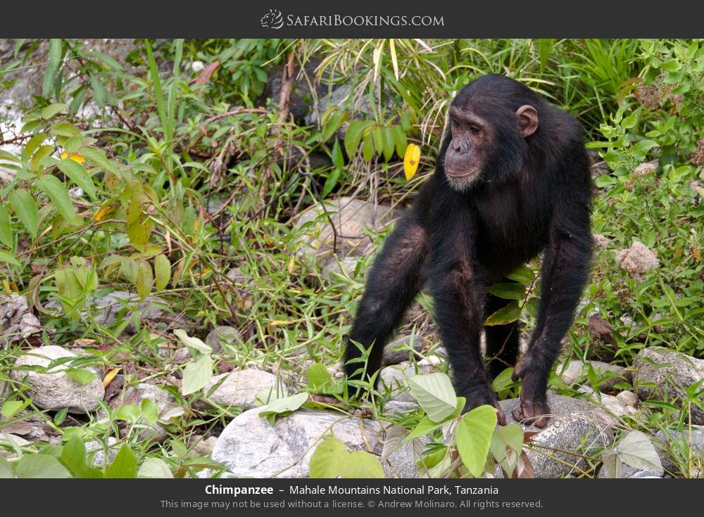 Chimpanzee in Mahale Mountains National Park, Tanzania