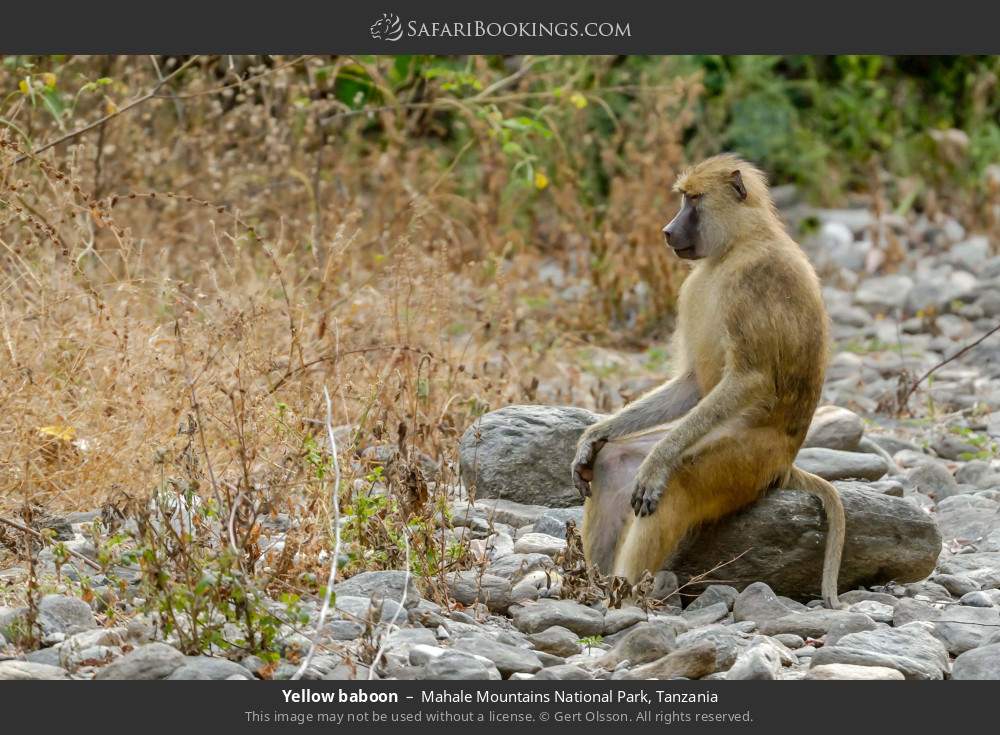 Yellow baboon in Mahale Mountains National Park, Tanzania